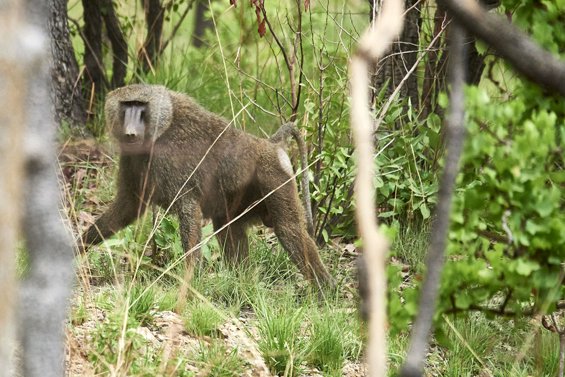 Wildlife wildlife